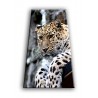 50901-Leopardo