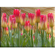 9532-Tulipanes Primavera Pascua