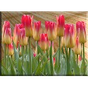 9532-Tulipanes Primavera Pascua